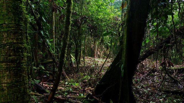 Moving between the tree trunks of a rainforest that has been cleared of the undergrowth to make place for agriculture; slash and burn technique