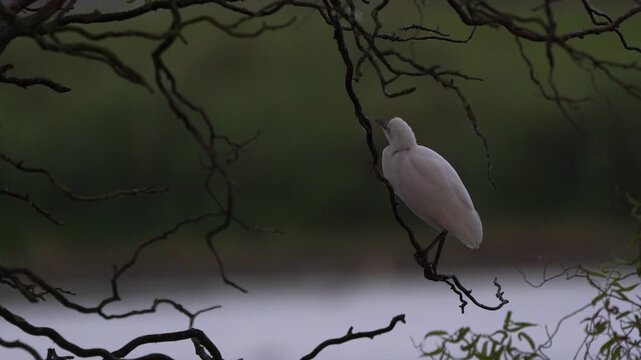 A cattle egret (Bubulcus ibis) standing on a branch and flying away in the evening