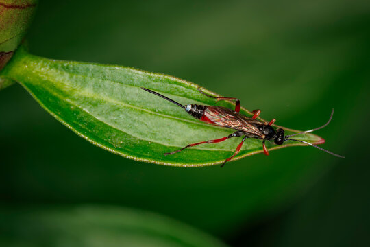 Top view macro of a black and red ichneumon wasp with a long ovipositor resting on a vibrant green leaf against a soft blurred background