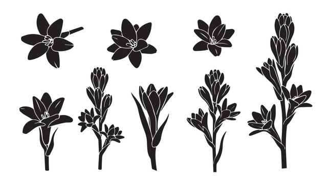 Polyanthus tuberose flowers in silhouette against a white background with copy space for design