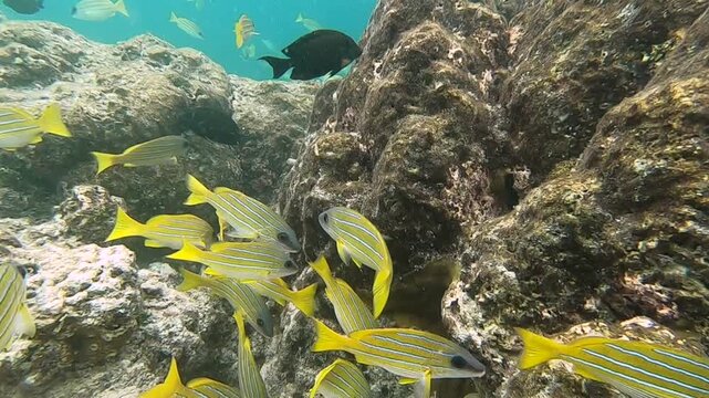 Lutjanus quinquelineatus, the five-lined snapper, is a species of ray-finned fish, a snapper belonging to the family Lutjanidae. It is native to the Indian Ocean and the western Pacific Ocean.