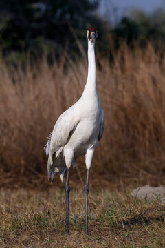 Whooping Crane Vertical