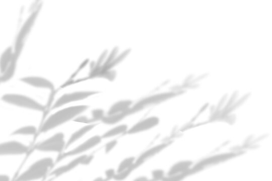 branch of a tree with some leaves shadow overlay isolated on transparent background. Tropical leaf silhouette with diffused light effect. useful for creates abstract soft bokeh shade effects on wall