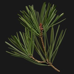 Fototapeta premium Botanical illustration of a pine branch with long green needles on a dark background. Detailed conifer plant in minimalist natural style for decor, prints and design.