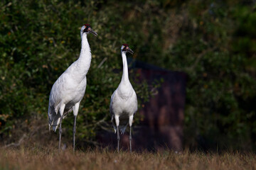 Obraz premium Two Whooping Cranes