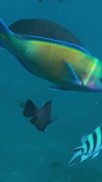 Bannerfish and surgeonfish swim together over coral reef, vibrant yellow and black bannerfish gliding alongside striped surgeonfish near branching coral in clear tropical water,Bali,vertical video
