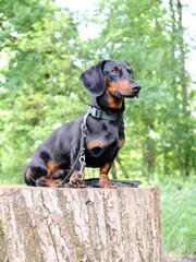 Schwarzer Dachshund sitzt im Wald auf einem Baumstumpf und schaut in die Ferne © SINNBILD Design
