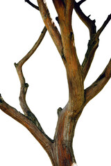 Fototapeta premium branches of a tree with multicolored bark isolated on Transparent background 