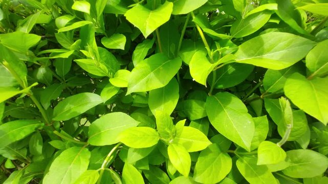 Lush green hedge background in bright daylight