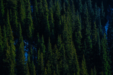 Dense evergreen forest texture with natural pattern background © chaossart