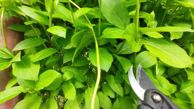 Person pruning green hedge with garden shears