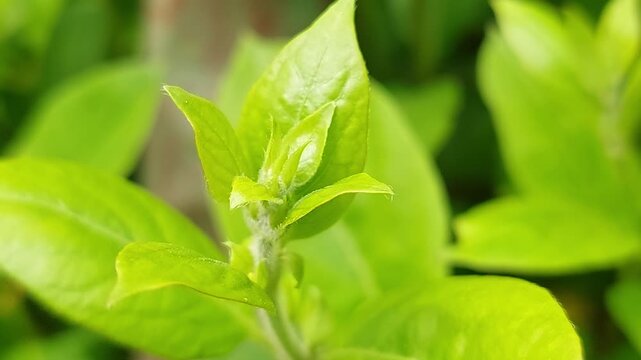 Close-up of fresh green leaves budding in spring garden