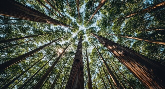 A low-angle shot looking up through towering trees towards the sky