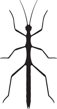 An insect's body