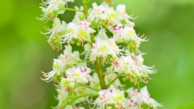 view of a flowering chestnut tree in spring