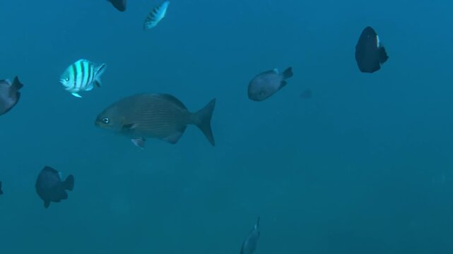 Large table coral spreading over reef, broad flat coral colony forming plateau over rocky seabed with scattered fish and clear turquoise shallow water, serene underwater landscape, Amed,Bali,Indonesia
