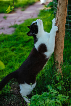 Black and white cat scratching tree trunk in summer garden