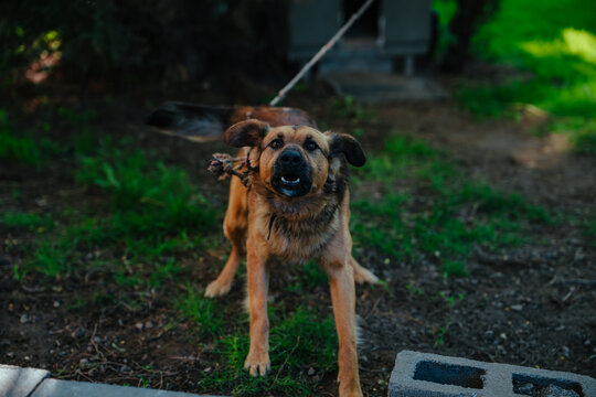 Aggressive barking dog on leash in green garden