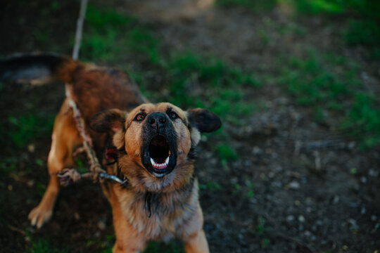 Close-up of angry aggressive dog barking with open mouth