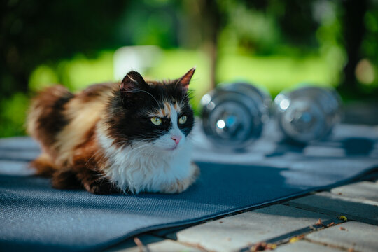 Portrait of a fluffy cat with green eyes in garden on fitness mat