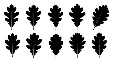 Fototapeta premium Collection of various oak leaf silhouettes.