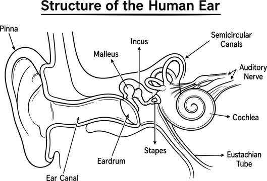 Detailed anatomical diagram of the structure of the human ear with ear anatomy auditory system medical illustration inner ear middle ear outer.