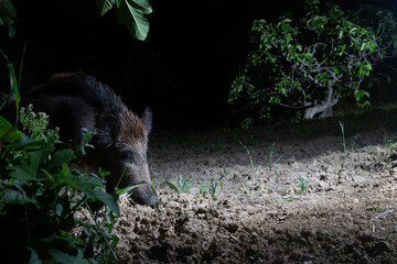 Naklejka premium Wild Boar (Sus scrofa) Foraging in the Dark: A Nocturnal Wildlife Study.