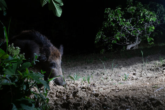 Wild Boar (Sus scrofa) Foraging in the Dark: A Nocturnal Wildlife Study.