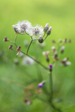 Closeup of Little ironweed, Cyanthillium cinereum (L.) H. Rob