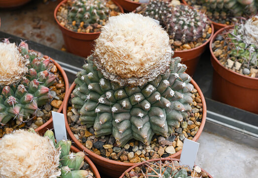 Cactus Obregonia denegrii with a green ribbed body topped with a fluffy cream crown