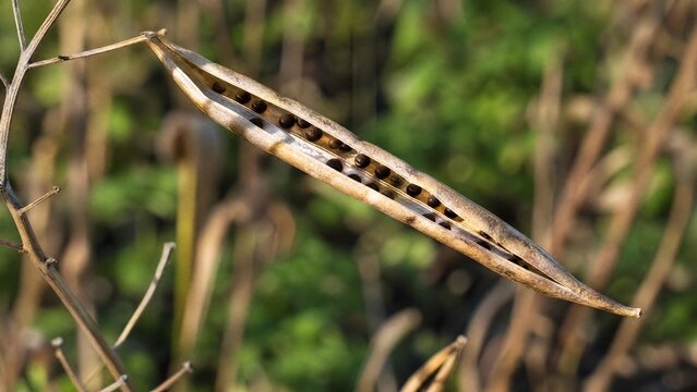 silique. Mature, dried rapeseed silique splitting open in sunlight, revealing tiny seeds inside on the plant stem. gardening catalogs.