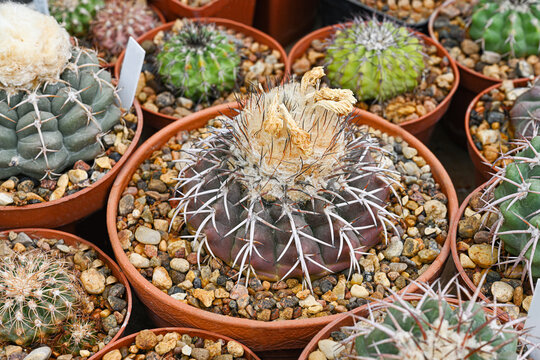 Gymnocalycium spegazzinii cactus with prominent white spikes and fluffy crown