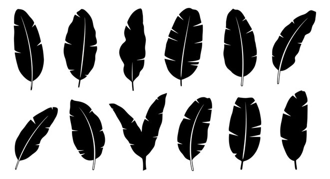 Collection of various black feather silhouettes.