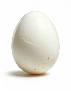 White Egg Isolated