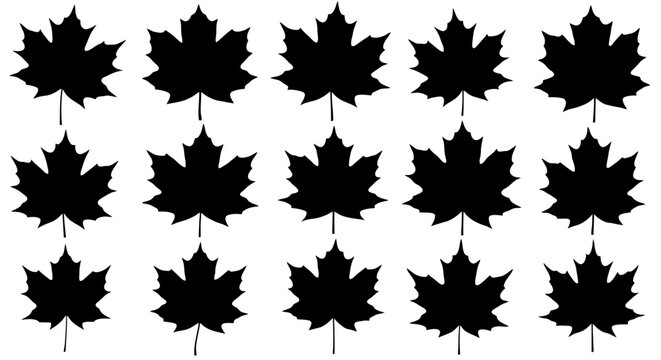 Collection of black maple leaf silhouettes.