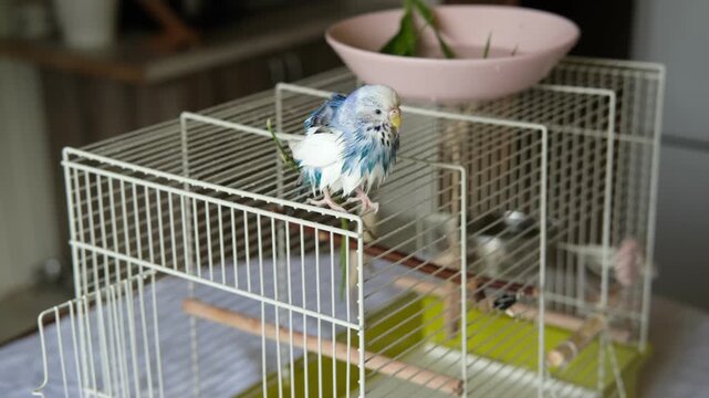 Parrot is bathing in a bowl of water next to the cage. Budgie splashing. Domestic animals healthy lifestyle. Pets care. Budgerigar bird funny video. Parakeet with wet feathers after swimming. 4K