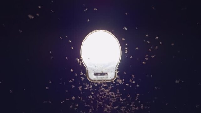 Extreme Close Up Night Shot of Bright Lamp Surrounded by Thousands of Flying Midges After Rainfall, Chaotic Insect Swarm Attracted to Light Source