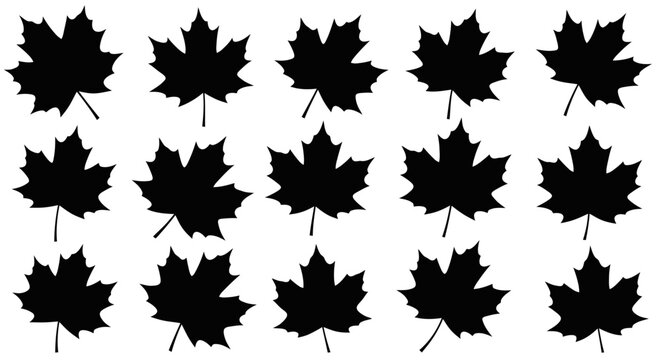 Collection of black maple leaf silhouettes.