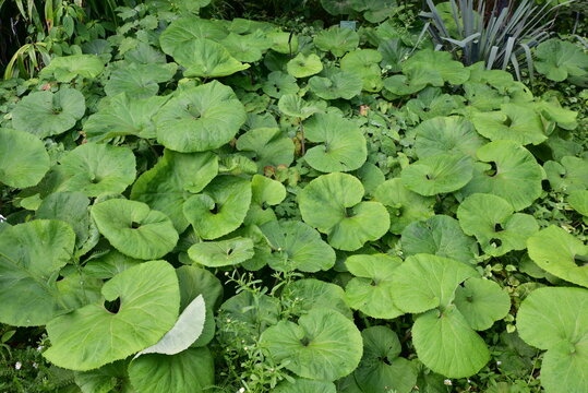 Petasites japonicus au jardin au printemps