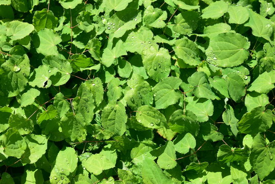 Epimedium alpinum au printemps