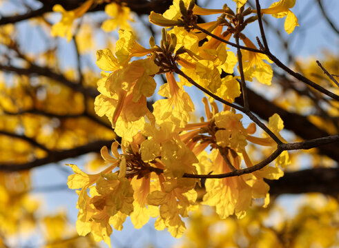 Bright Yellow Flowers in Nature (Guayac&aacute;n Amarillo, Handroanthus chrysanthus)