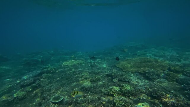 Dark reef fish silhouettes moving across coral plain, scattered shoal drifting above rocky seabed with hazy blue water and soft ambient light, moody underwater movement,Amed,Bali,Indonesia