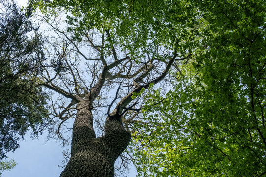 Ancient oak tree viewed from below with spreading branches against sky in Białowieza Forest, Poland