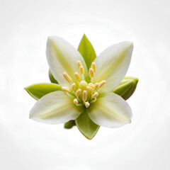 Fototapeta premium Closeup of a delicate white citrus blossom with vibrant green leaves.