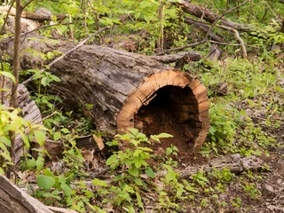 Fototapeten Waldweg Large hollow fallen log in a sunlit forest with textured bark and organic debris surrounded by vibrant green spring foliage and woodland undergrowth  © Donald