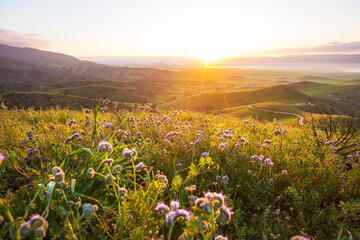 Obraz premium Mountains meadow