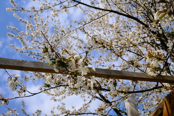Obraz premium White cherry blossoms swaying in wind against bright blue sky. White sweet cherry blossoms on sunny day, close-up