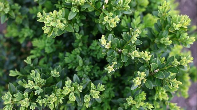 Close-up video of green boxwood shrub with fresh young leaves in garden. Evergreen ornamental plant, natural botanical background, lush spring foliage, selective focus, decorative greenery texture.