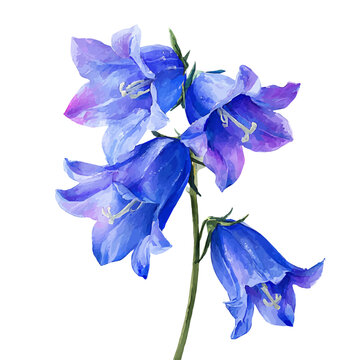 Bluebell watercolor artwork, high-quality professional vector illustration isolated on a white background.