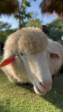 Close-up of a sheep comfortably lying down and chewing its food, vertical video.